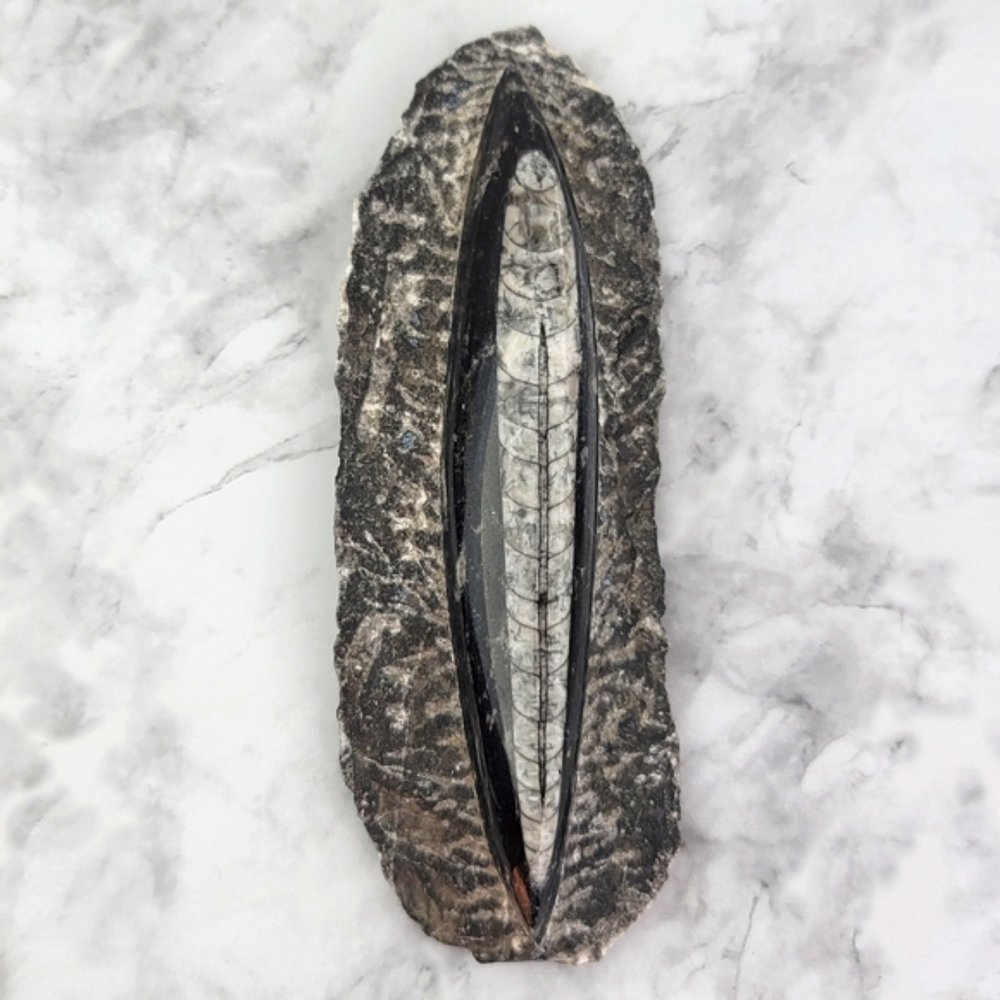 Orthoceras Fossil Extinct Marine Home Decor Display Design Library Desk Accent